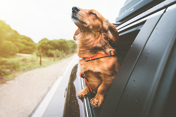 How Summer Heat Affects Your Pet in the Backseat